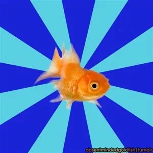 Absentminded Goldfish