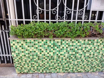 These plants are well maintained