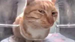 side eye cat