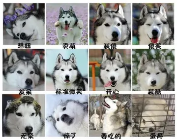 哈士奇与蘑菇头和熊猫人