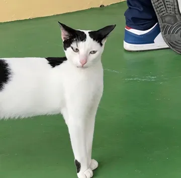 王之蔑视奶牛猫表情包合集（王之嘲讽、王之陨落），奶牛猫凑热闹被绝育卸载QQ