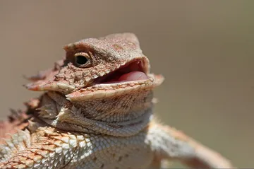 Laughing Lizard