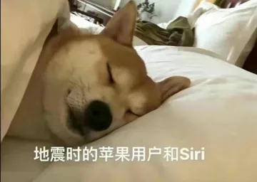 地震时的苹果用户和siri（狗子熟睡中……）