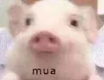 mua(猪)
