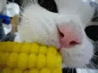 小猫吃玉米