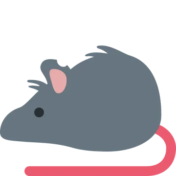 Rat