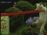 小猫