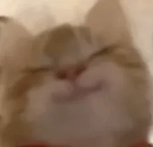 猫咪要抱抱表情包系列