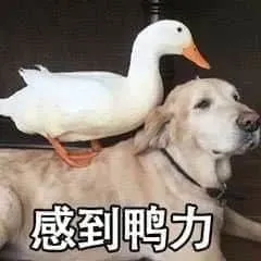 开心鸭00024-感到鸭力
