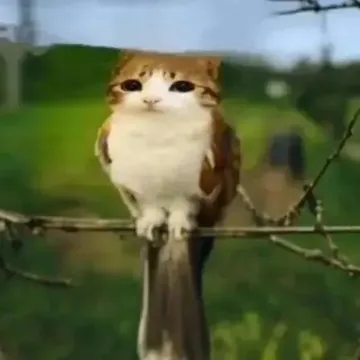 猫头鹰小猫表情包