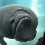 Manatee bonk GIF Template