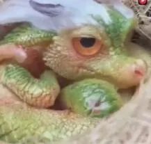 恐龙来了