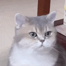 猫猫表情包
