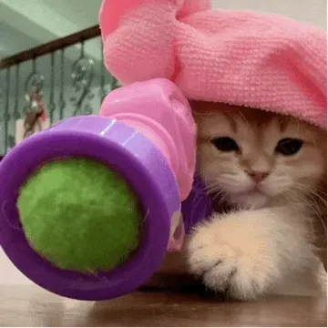 猫猫动图表情包