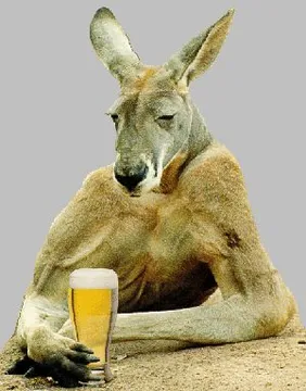 Cool Kangaroo