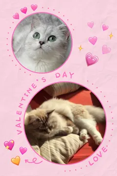 可爱猫咪