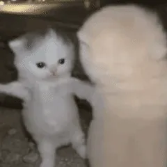 piu piu piu小猫跑步魔性表情包