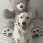 狗狗