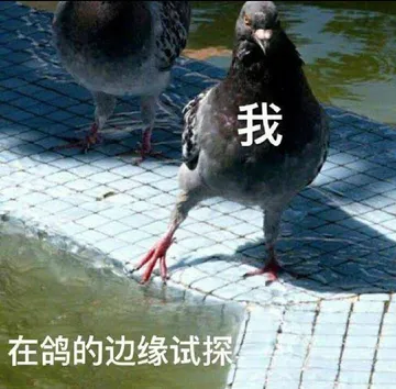 鸽子-我在鸽的边缘试探