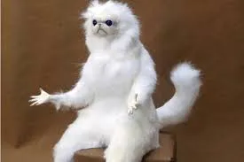 Angry Cat Meme