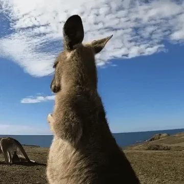 小袋鼠仰头 GIF 动图表情包