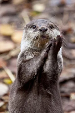 Slow-Clap Otter