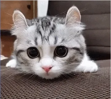 吸口猫，未来的日子会有猫的