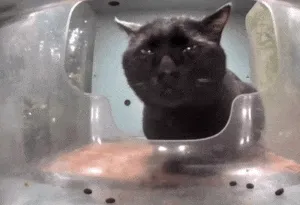 两眼放光猫meme表情包