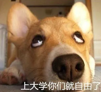 上大学你们就自由了