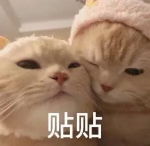 贴贴