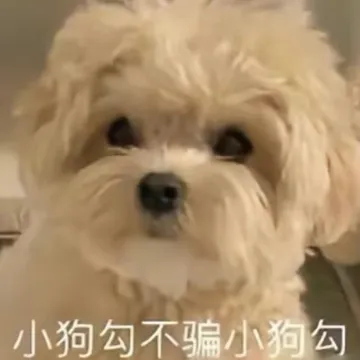 小狗勾不骗小狗勾