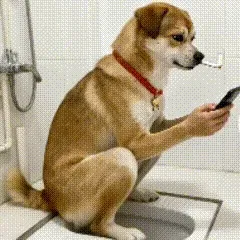狗子抽烟上厕所看手机大笑gif表情包
