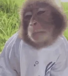 吗喽猴子不屑动图表情包