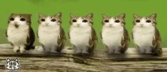 猫头鹰小猫表情包