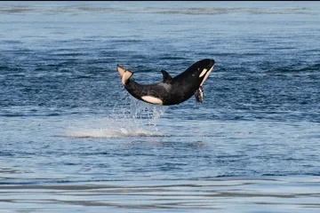 Baby orca