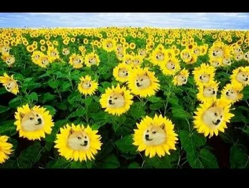 太阳花