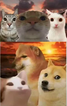 2024年网红猫狗幻神组合表情包