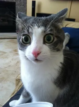 Shocked cat