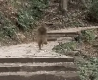 网红猴来福跑出表情包