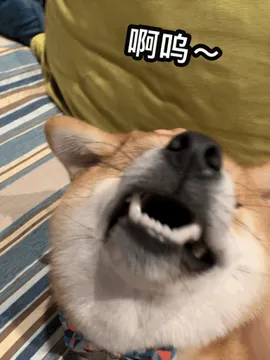 啊呜
