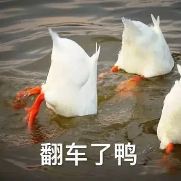 开心鸭00018-翻车了鸭