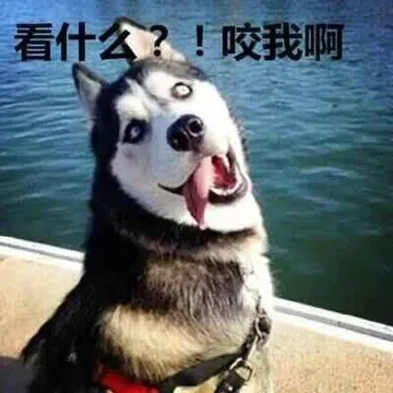 哈士奇与蘑菇头和熊猫人