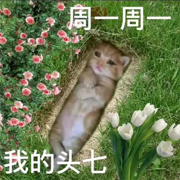 猫咪周一到周日的表情包（打工人版）