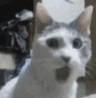 猫猫头表情包