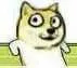 doge