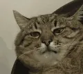 猫猫动图表情包