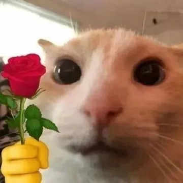 猫咪头拿玫瑰表情包