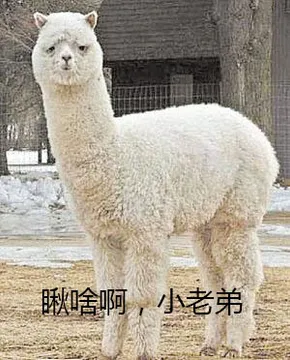 羊驼，羊驼可爱图片