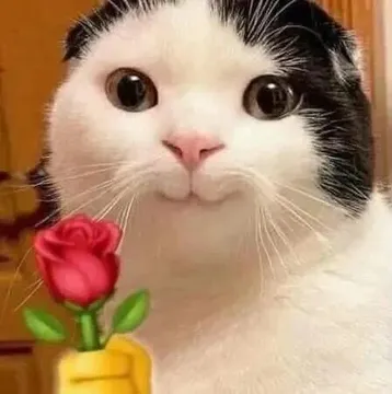 猫咪头拿玫瑰
