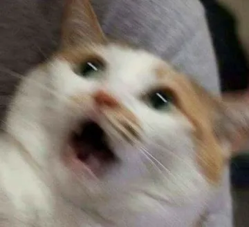 Shocked Cat